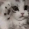 🐈‍⬛