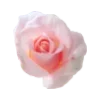 🌹