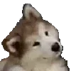 🐶