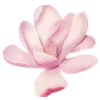 🌸