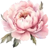 🌸