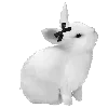 🐰
