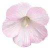 🌸