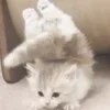 😺