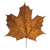 🍁