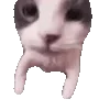 😽