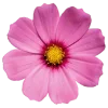 🌸