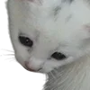 😽