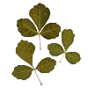 🍁