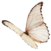 🦋