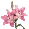 🌸