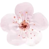 🌸