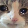 🥺