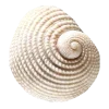 🐚