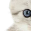 ⭐