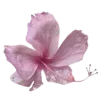 🌸