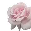 🌹