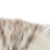 ⭐