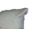 😽