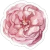 🌸