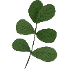 ☘️