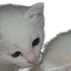 😽