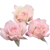 🌸