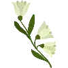 🌼