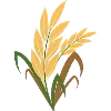 🌾