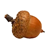 🌰