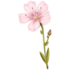 🌸