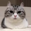 😺