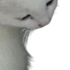 😽
