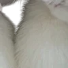 😽