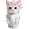🐈