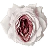🌺