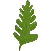 🌿