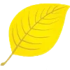 🍁