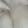 😽