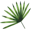 🌴