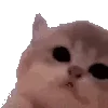 🐱