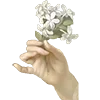 🌹