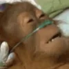 🤒