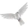 🕊️