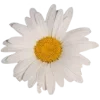 🌼
