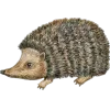 🦔