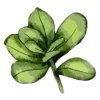 🌿