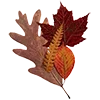 🍂