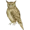 🦉