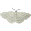 🦋